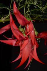 Image: P.B. Heenan © Landcare Research 